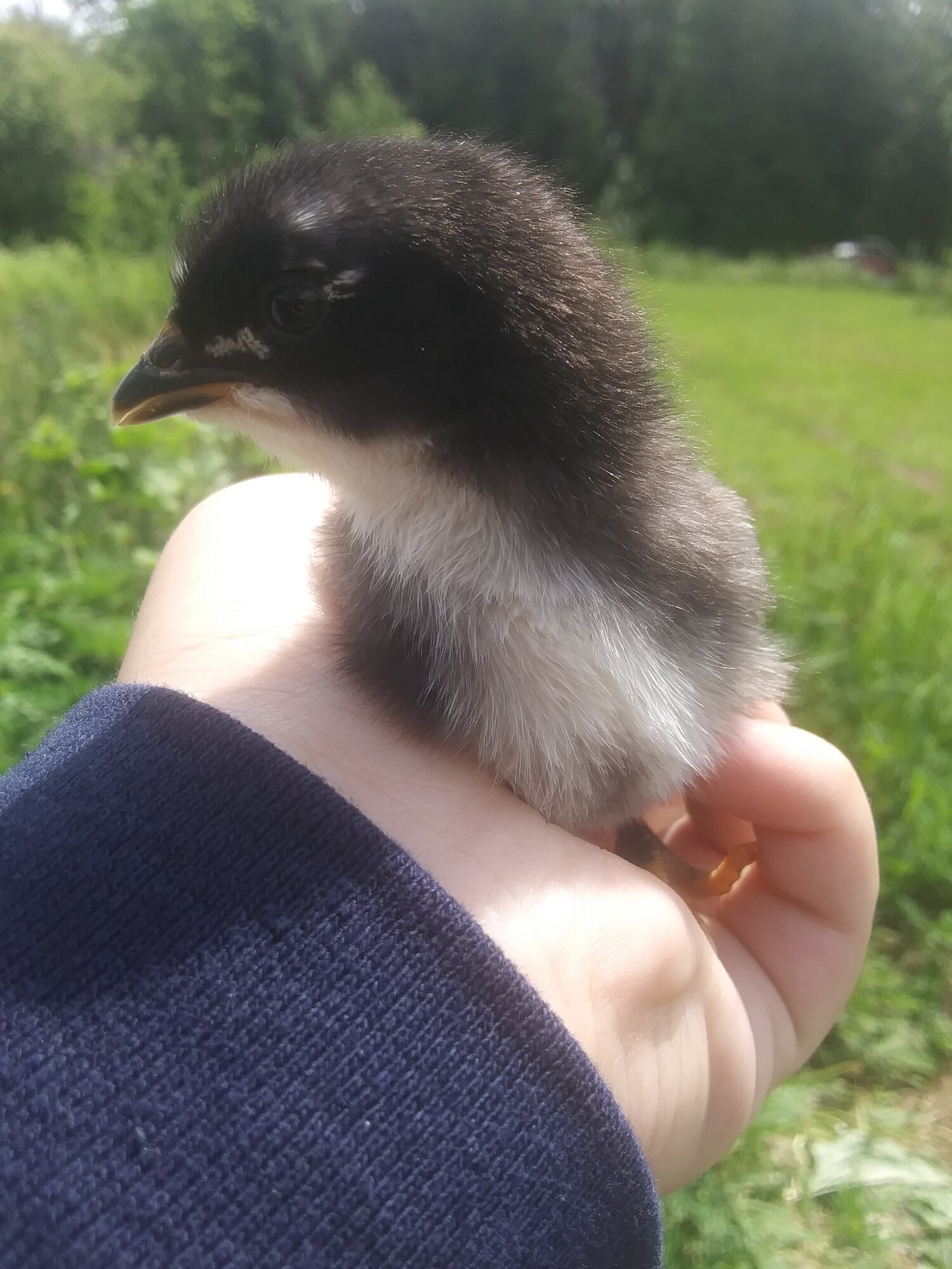 Australorp Silver Duckwing Mix
