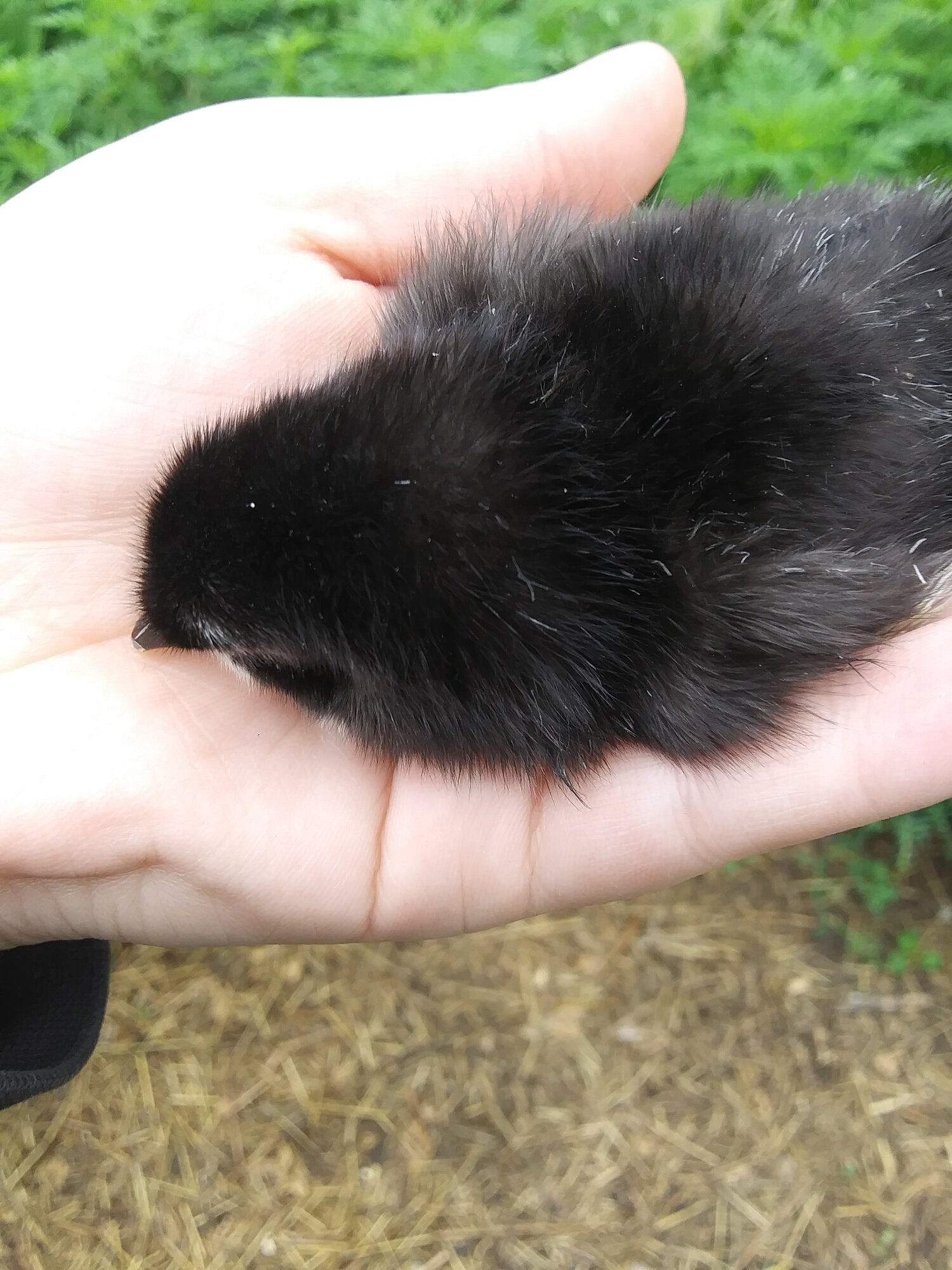 Australorp Silver Duckwing Mix