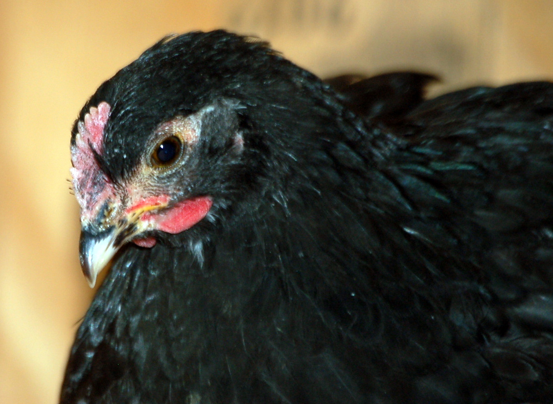 Australorp