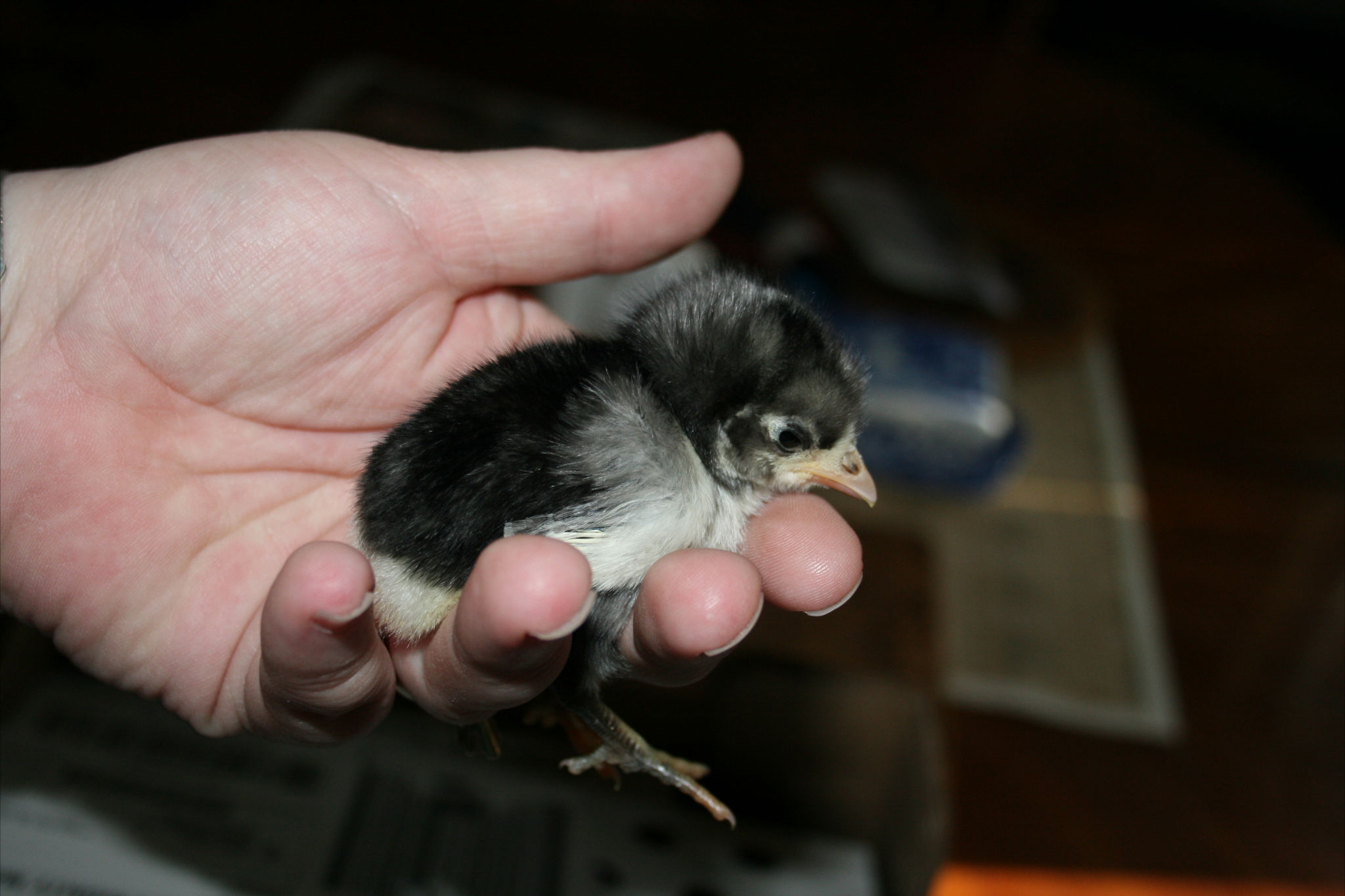 Australorp