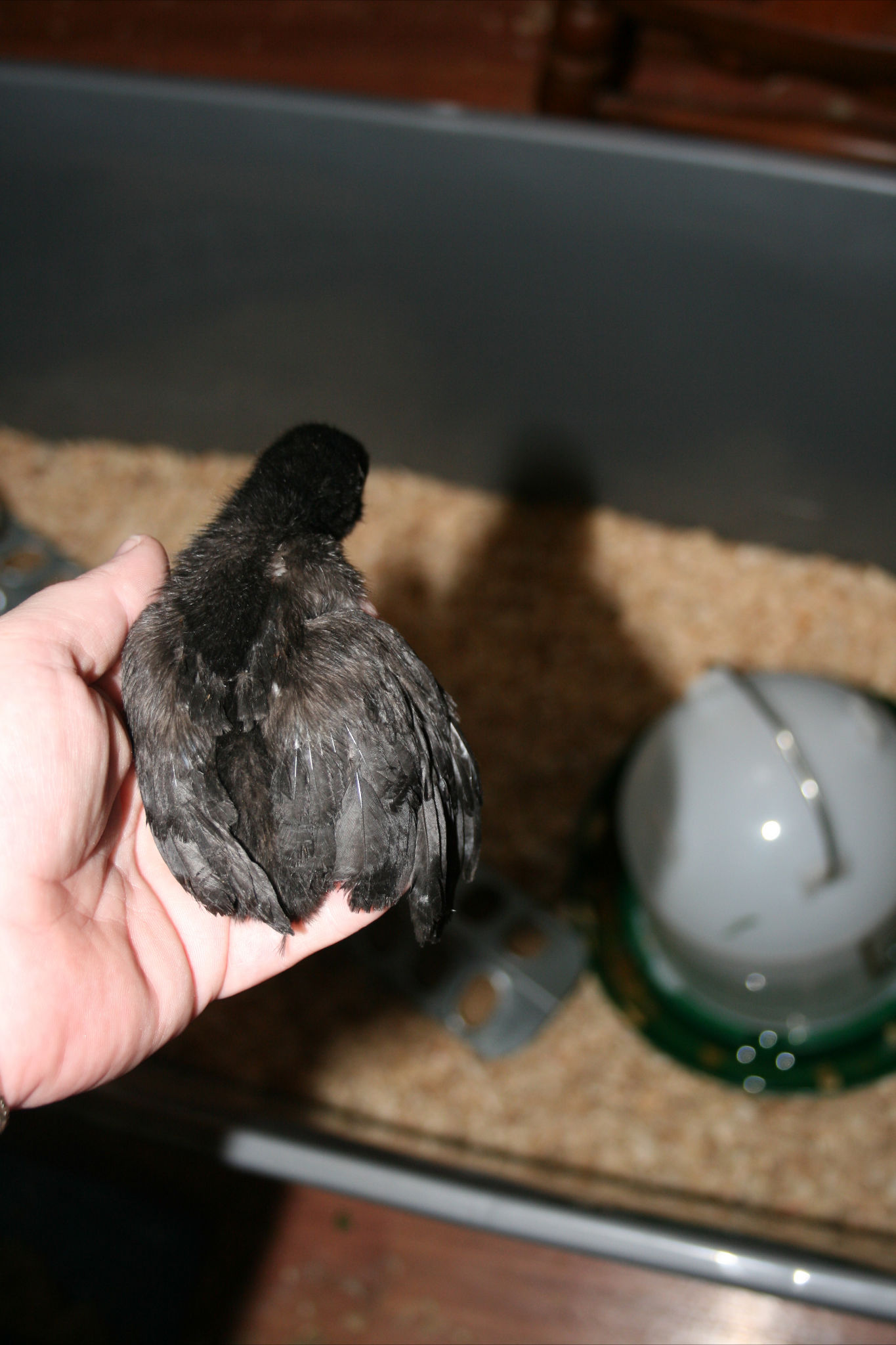 Australorp