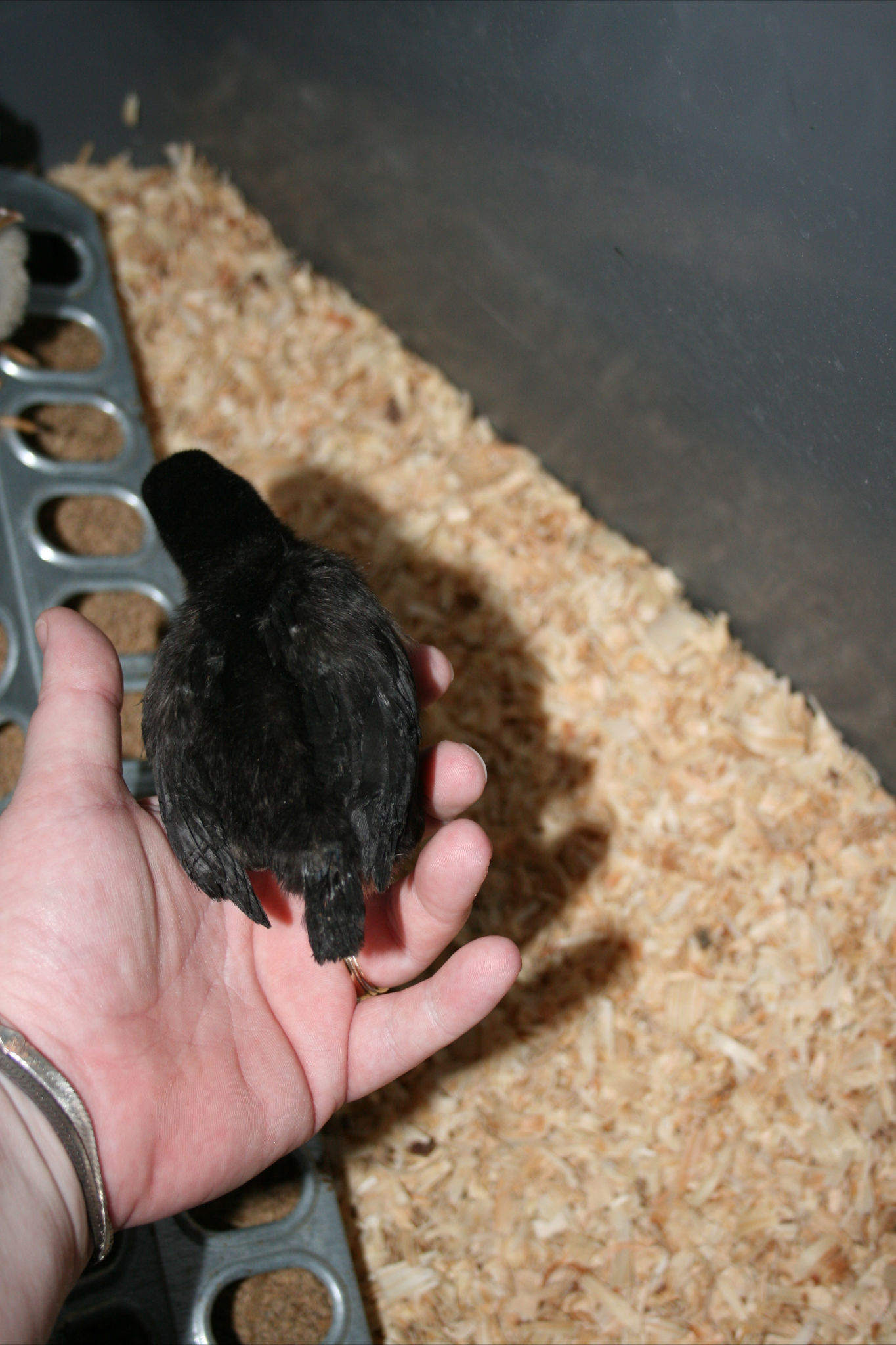 Australorp