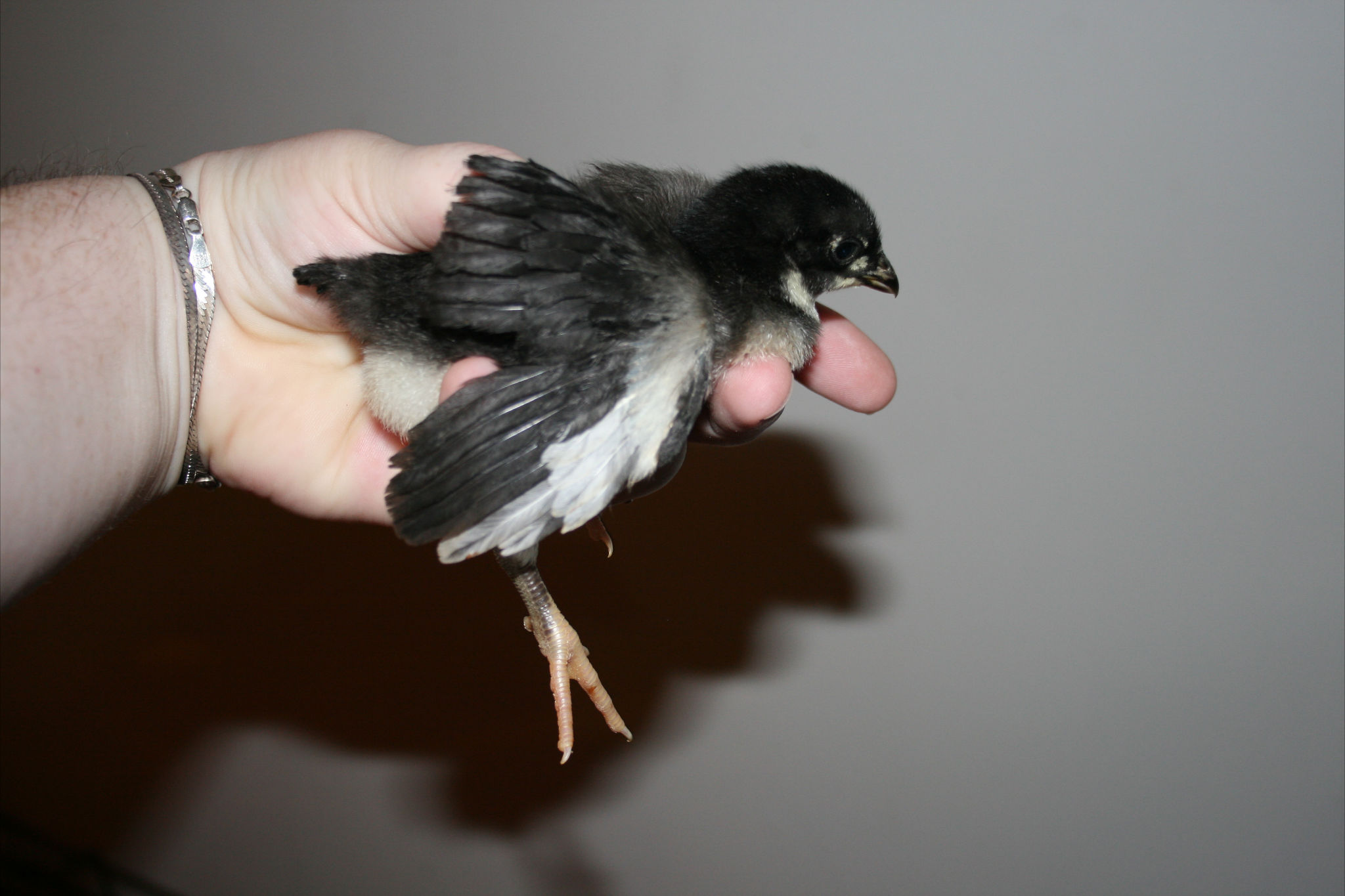 Australorp