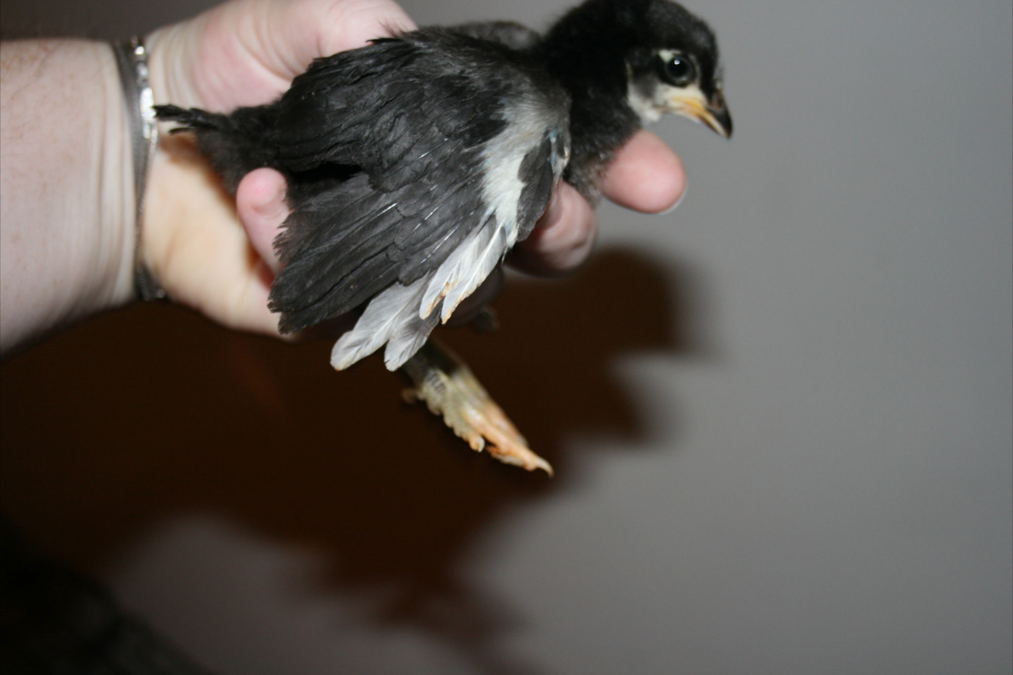 Australorp