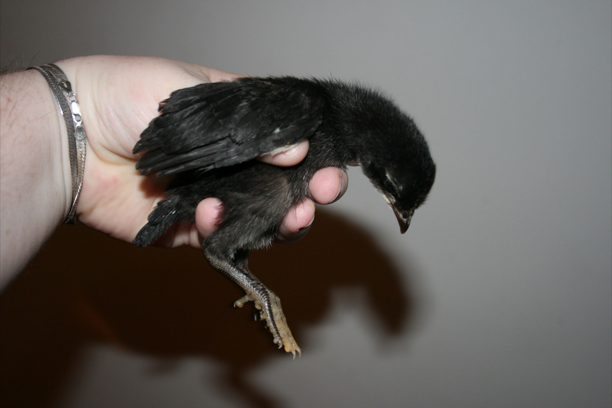 Australorp