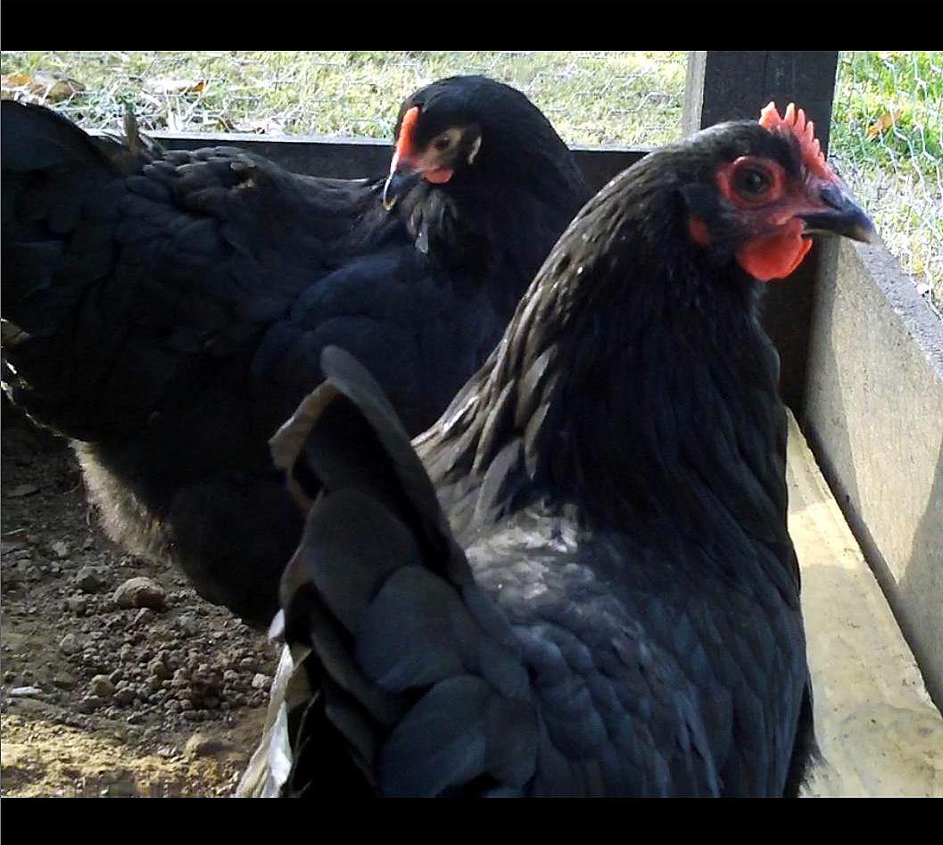 Australorp