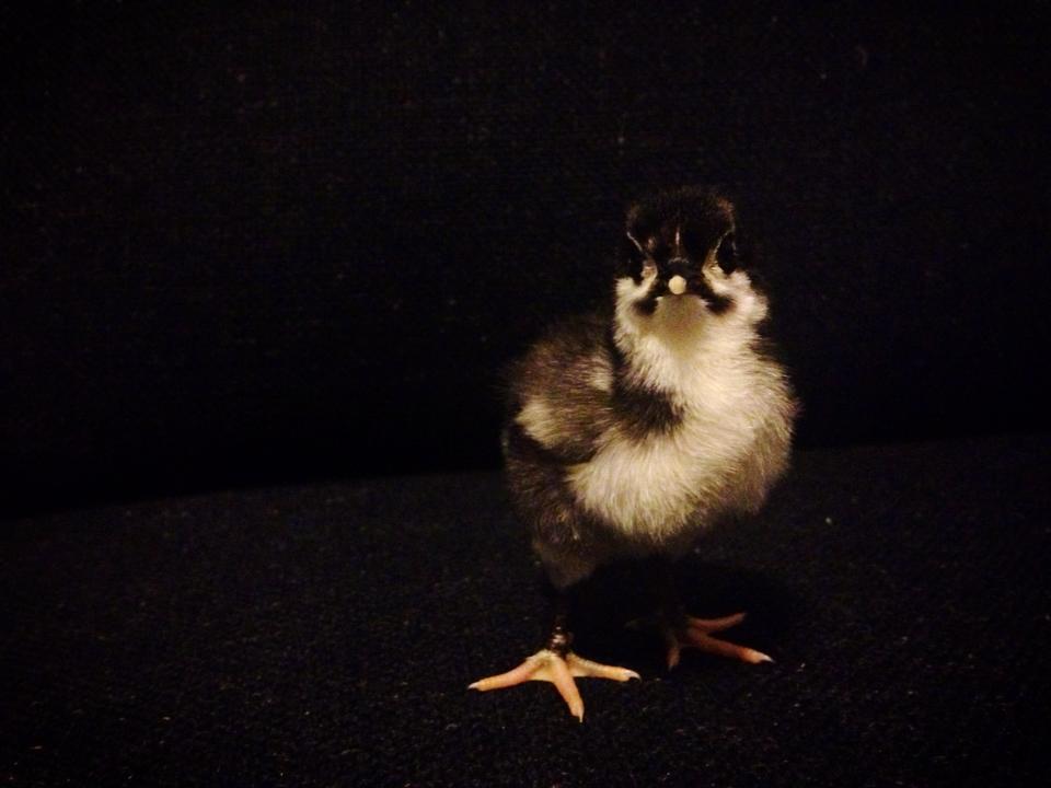 Australorp.