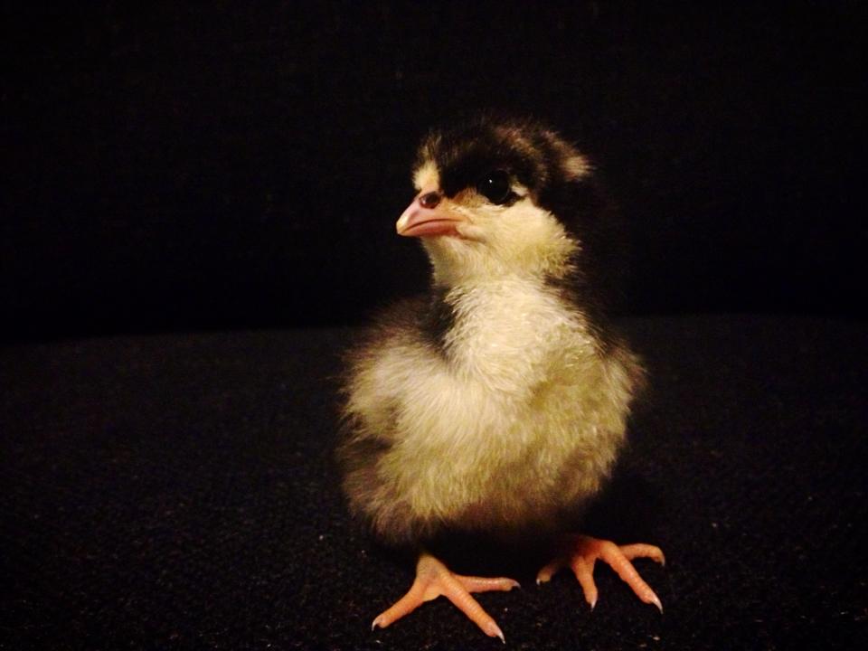 Australorp.