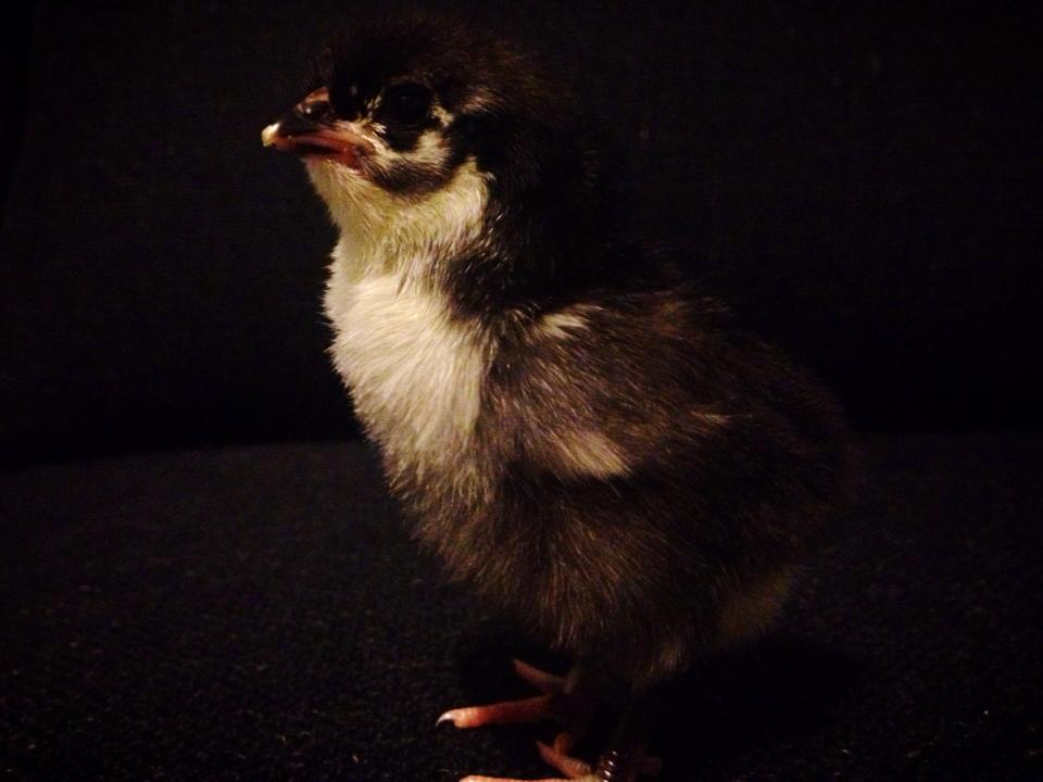 Australorp.