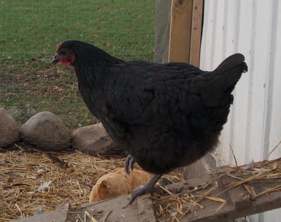 Australorp