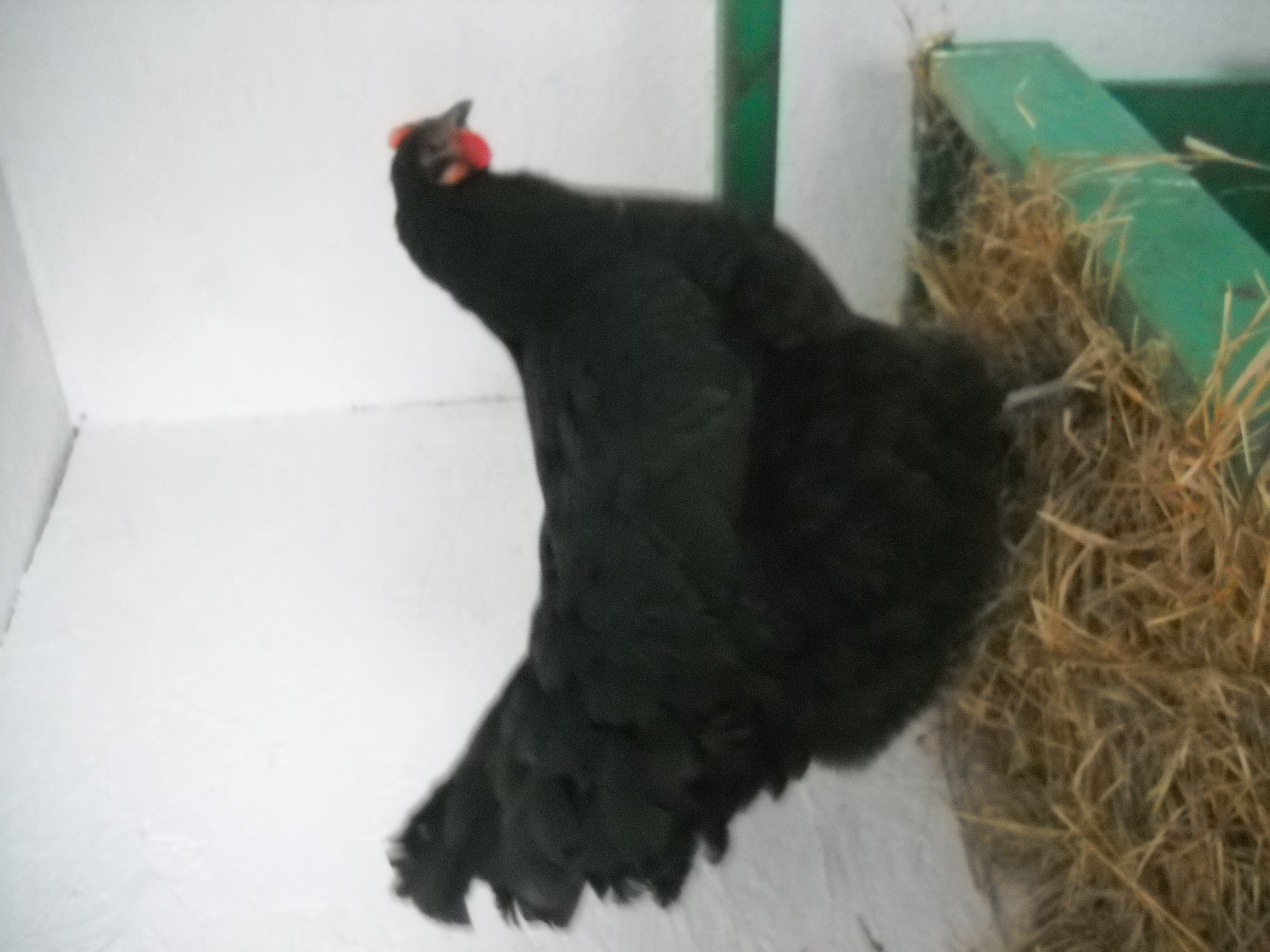 Australorp?
