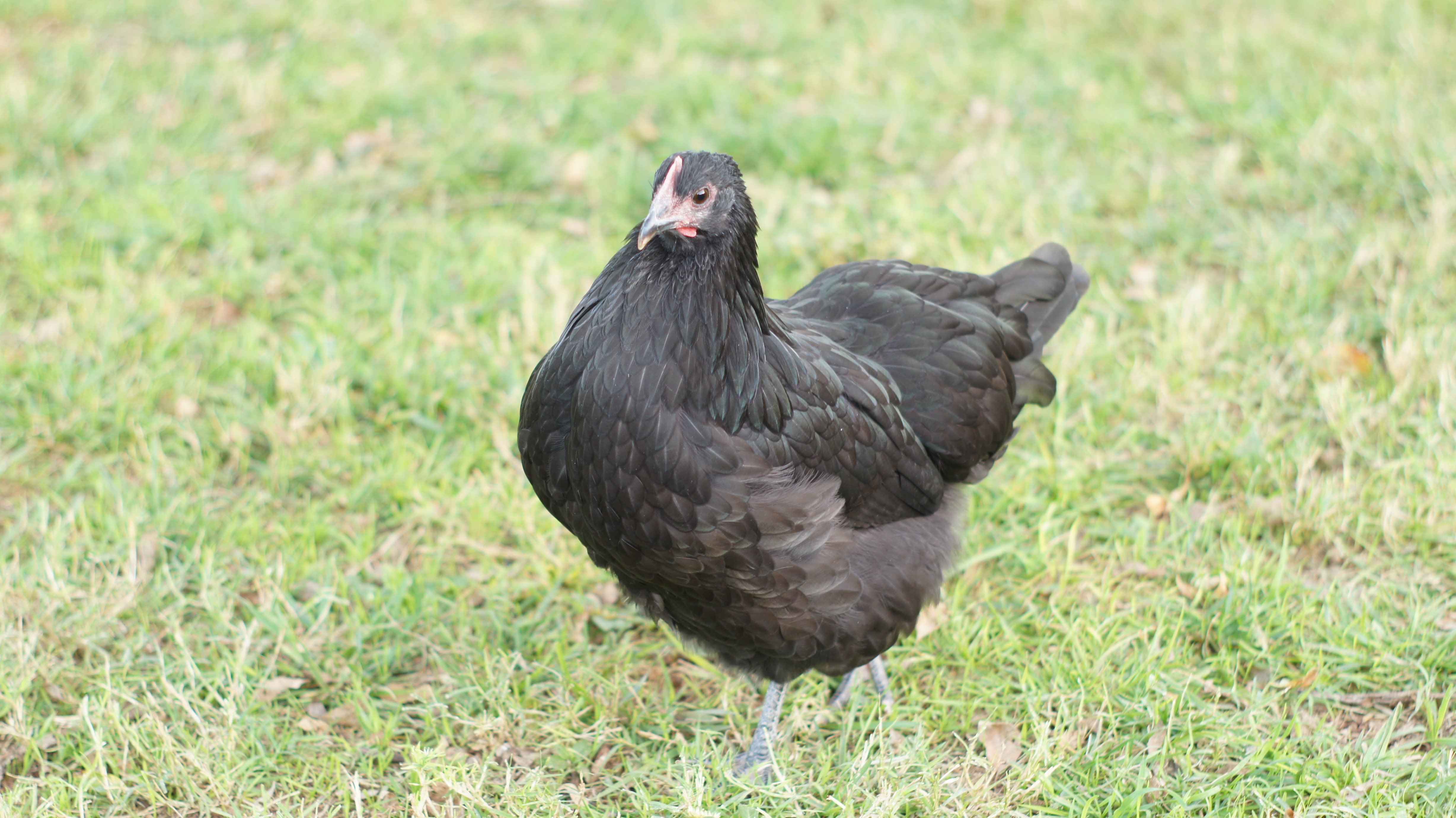 Australorp