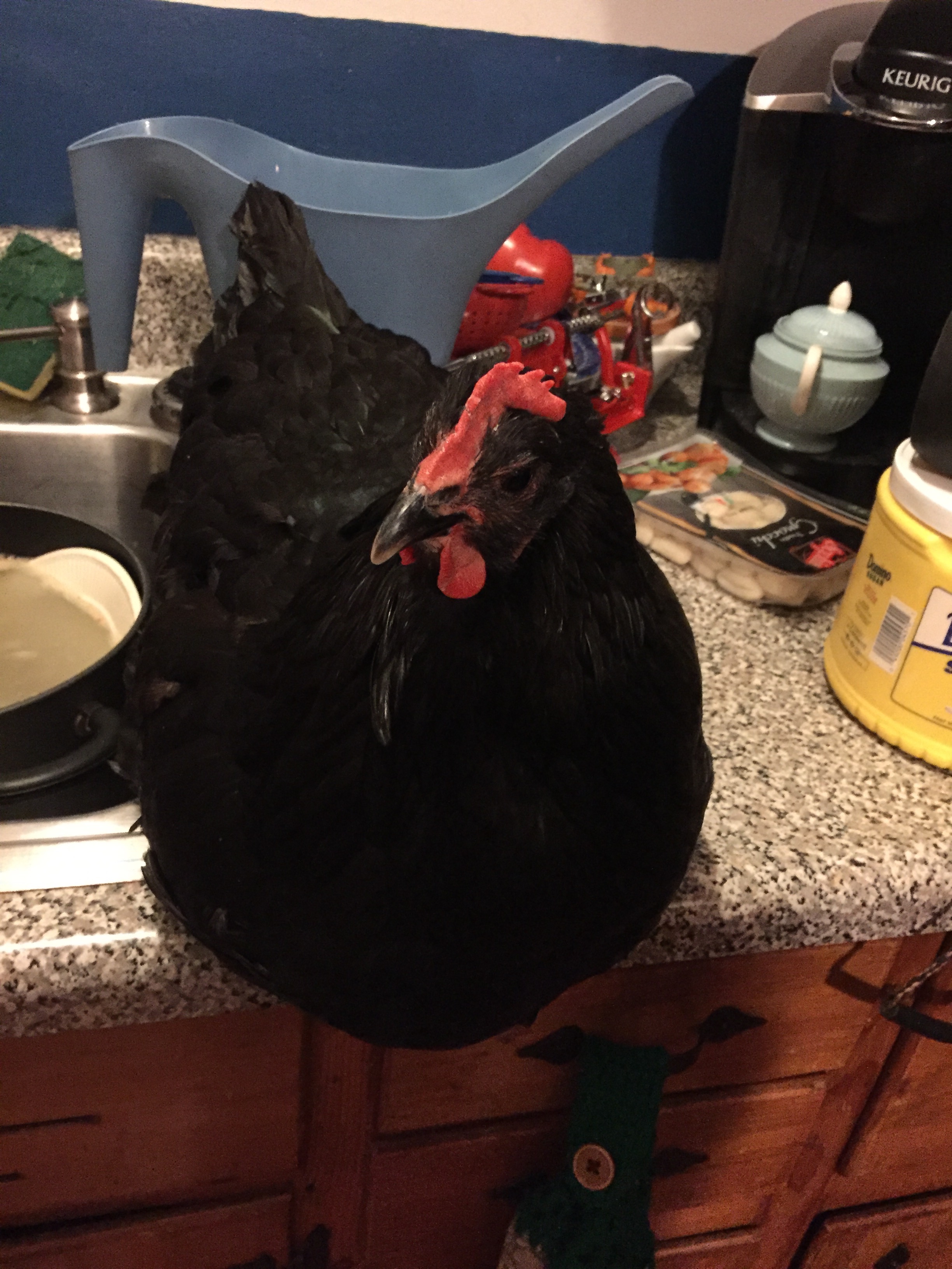 Australorp