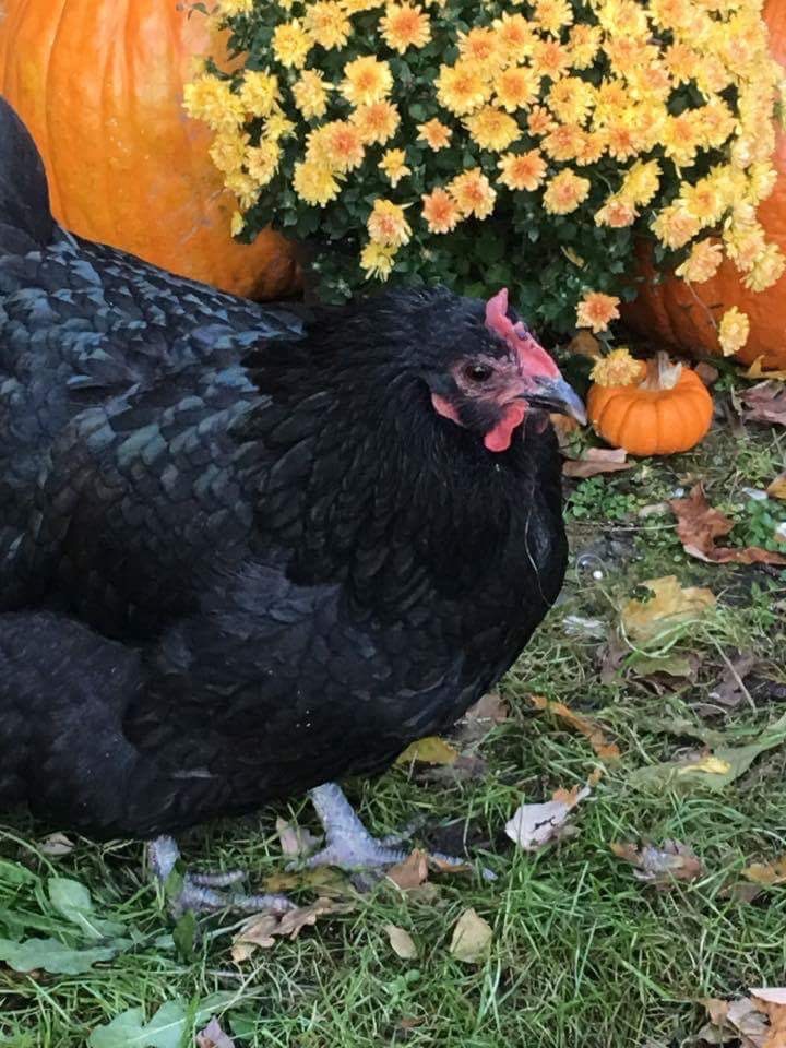 Australorp
