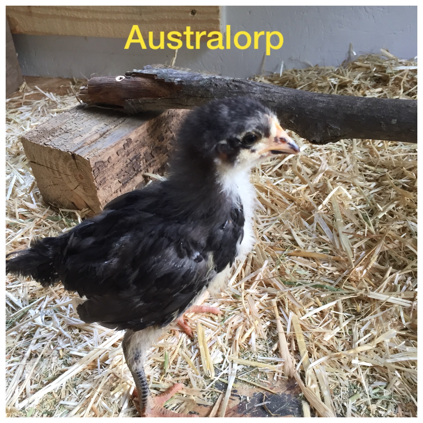 Australorp