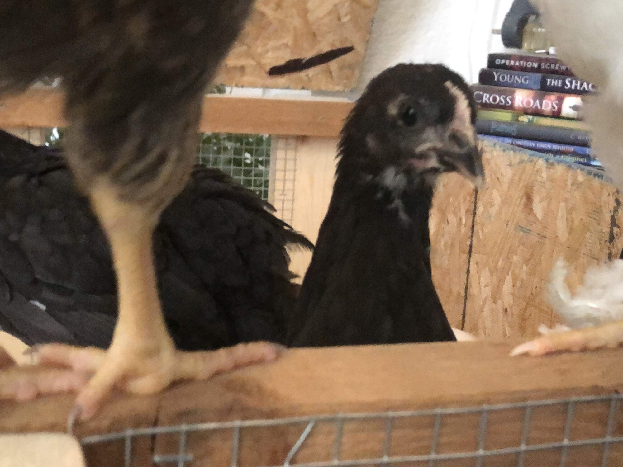 Australorp