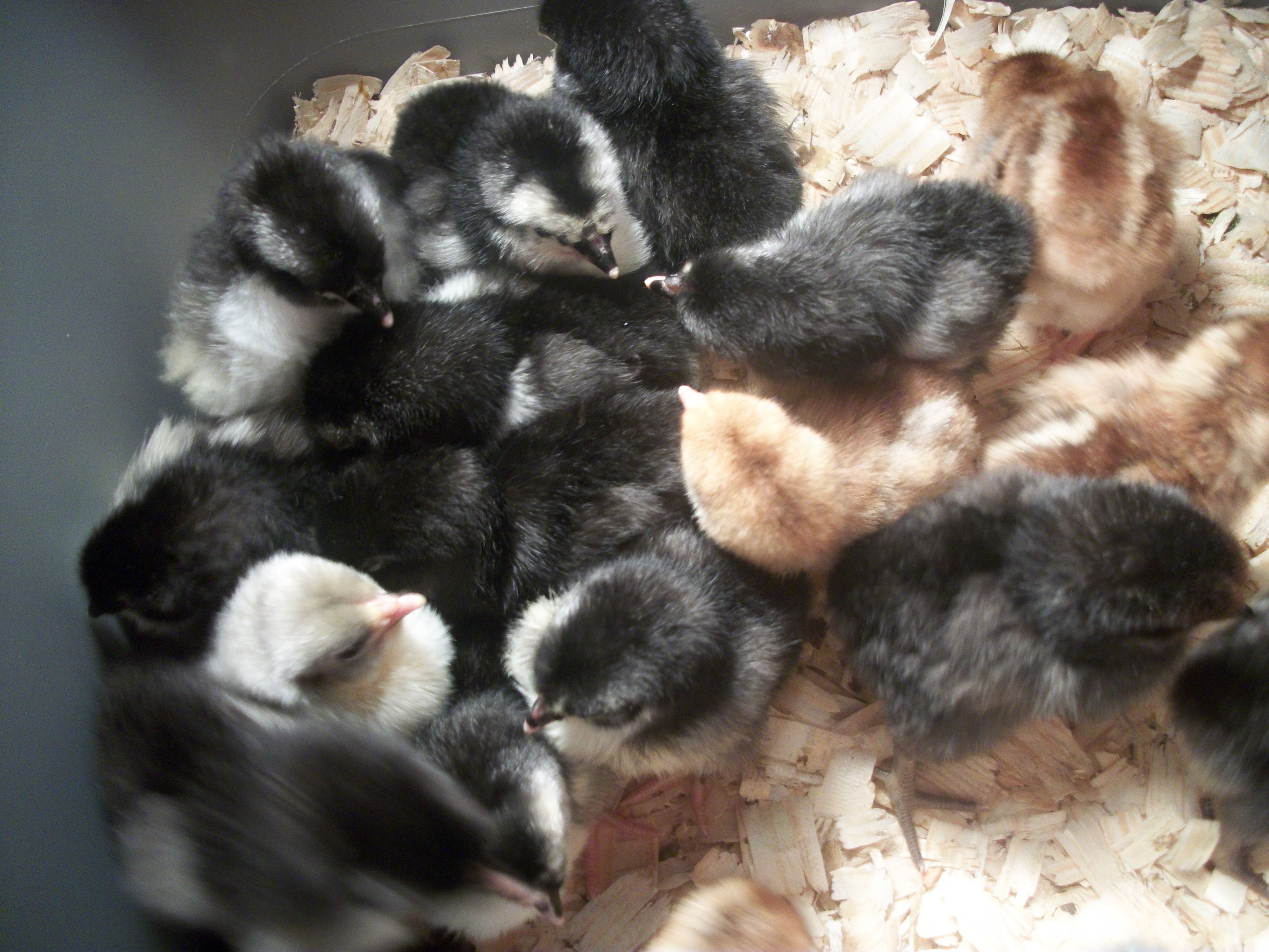 Australorps, Wellies and a Lav Orpington
