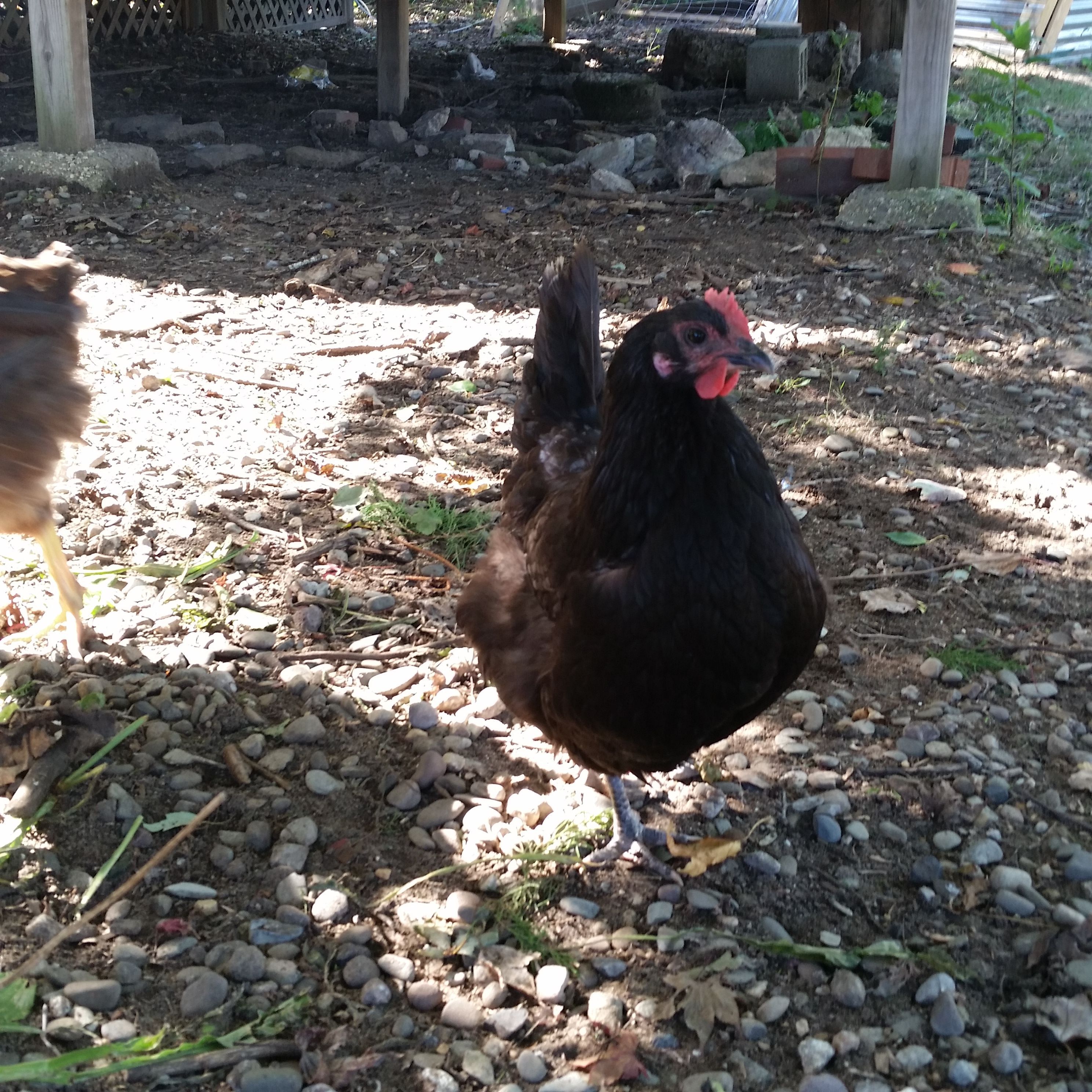 Austrolorp, enjoying the warm day