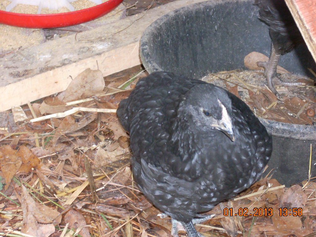Austrolorp hen