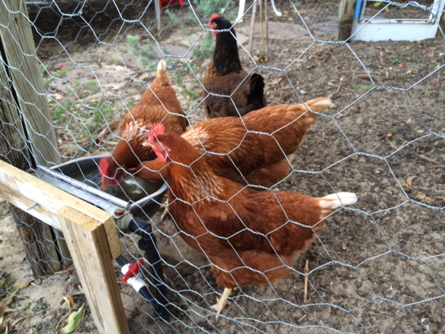 Auto-fill chicken water (with float valve), connected to main water supply