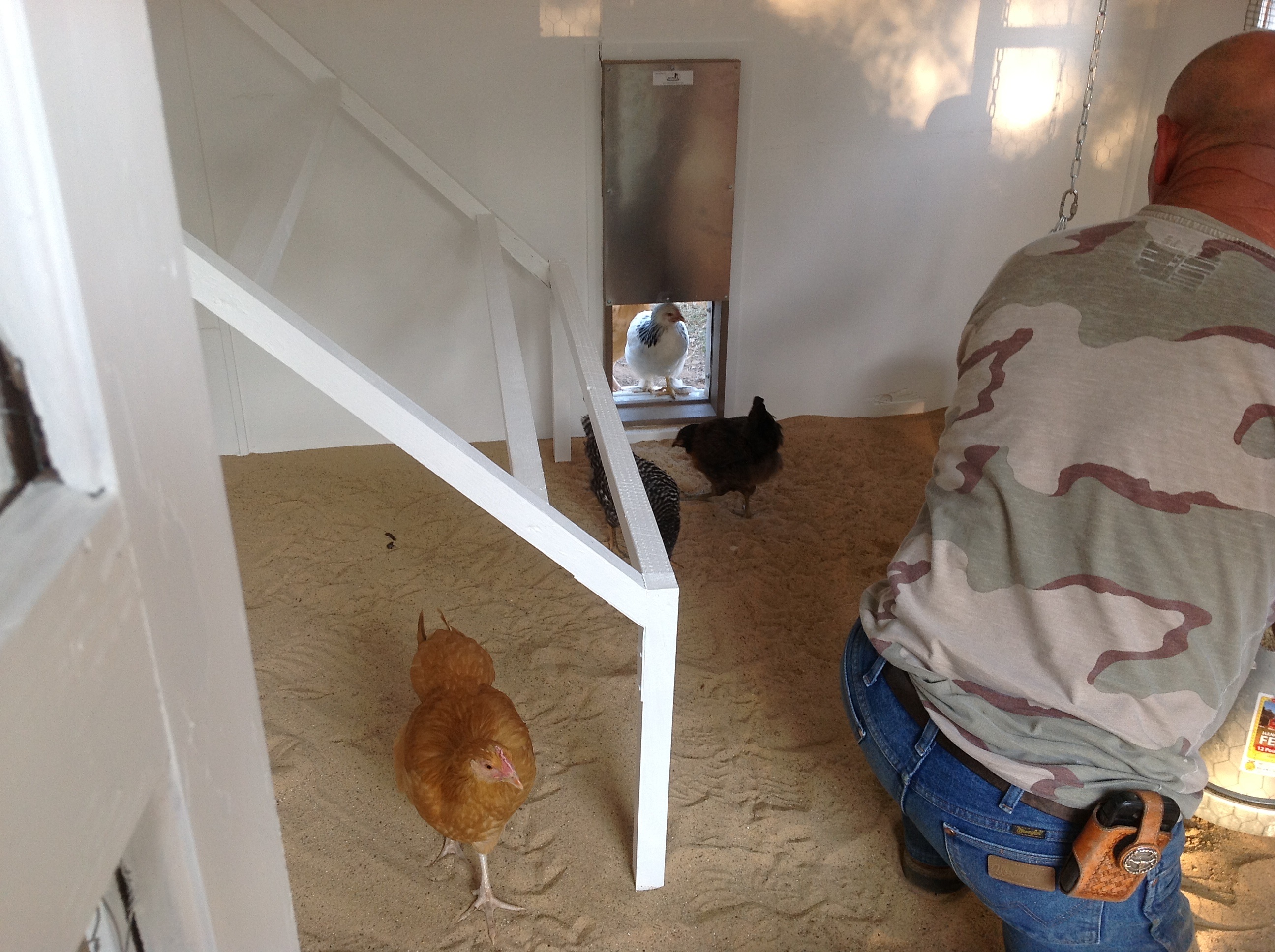 Automatic door in.  We also use sand instead of straw on our floor.  My husband drilled holes in a shovel and he sifts the poop out every morning, only takes a couple of minutes. Our plan is to do a total change out twice a year.