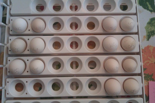 Automatic Egg Turner