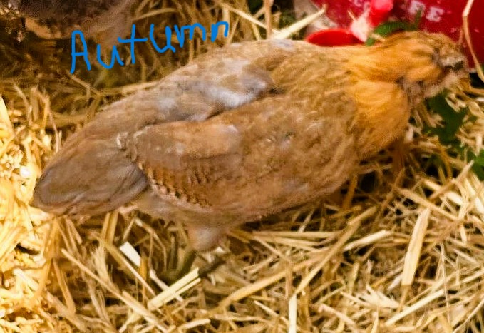 Autumn getting water.jpg