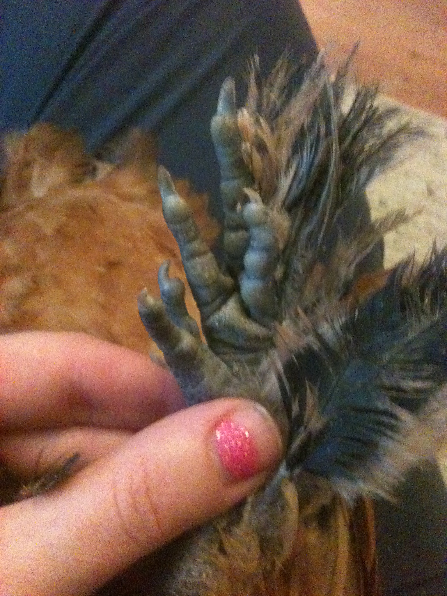 Autumn's cool Bantam 5 toed foot.