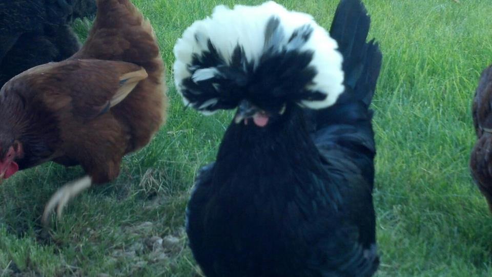 Ava, my silly little Crested Polish.
