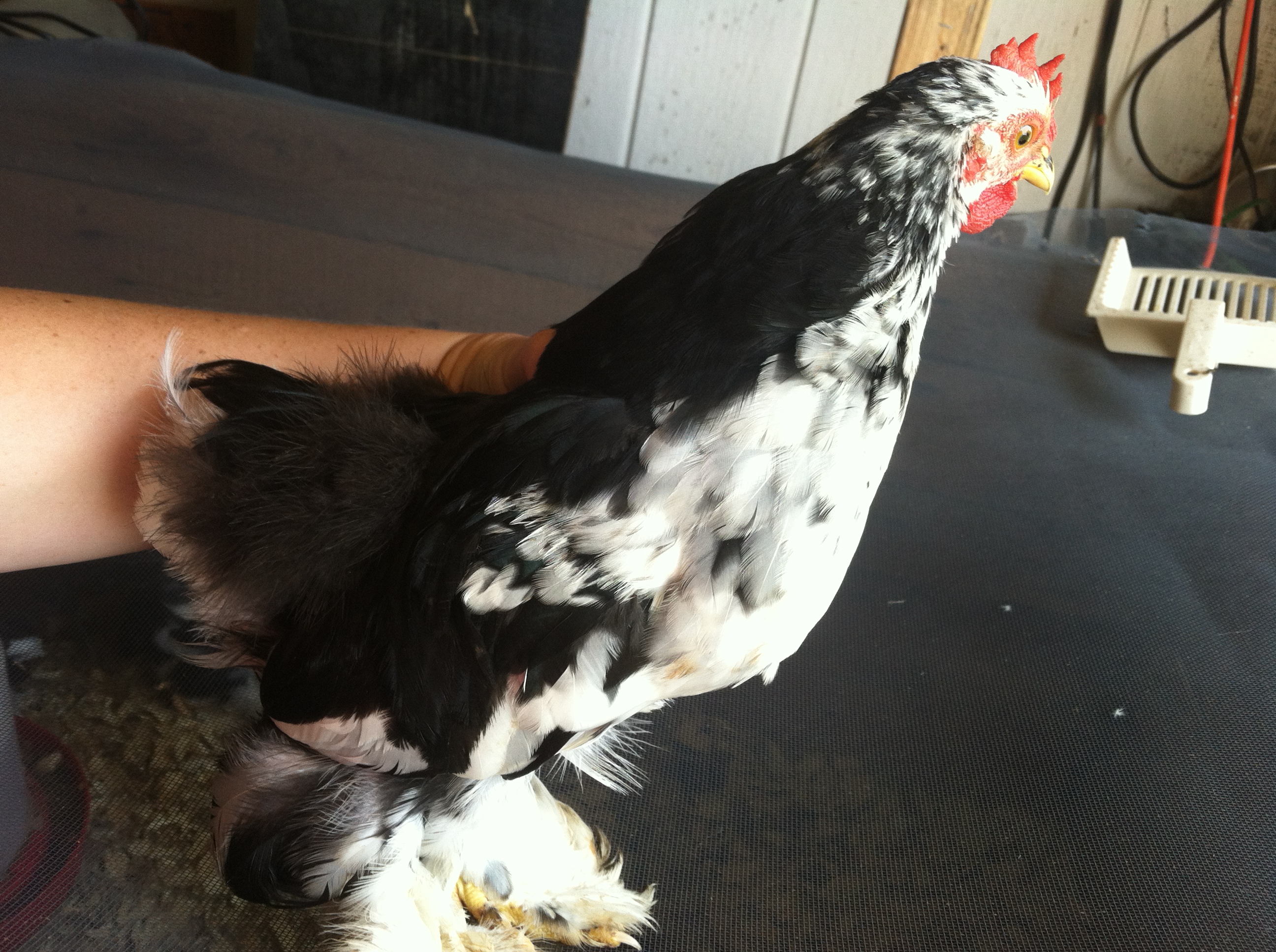 Avery- Rooster