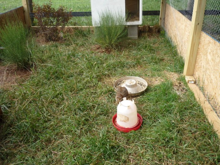 Aviary 1 with my pair of Lady Amherst pheasants