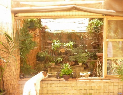 Aviary and where chicks go till bigger