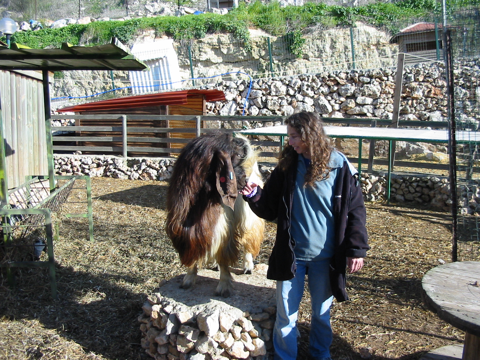 avram (abraham, named after the guy in the Bible and also his original owner, an old kurdish man, who has been a goatherd from 7 years old in kurdistan and continued in israel, w/o high education, but grows all his own fruits, vegetables, has chickens, goats, sheep, and all kinds of other animals... ) this buck goat was the second (buck) love of my life. when we took the petting zoo apart, we returned him to his farm to father many more small avrams, for meat and milk. he wouldnt let anyone handle him but me.