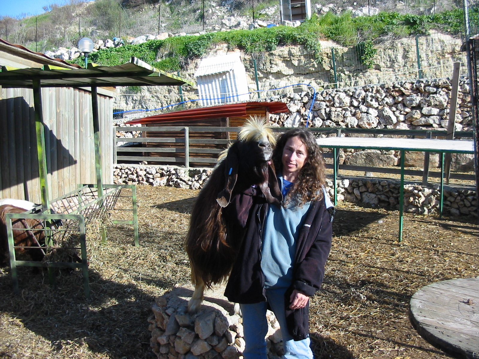 avram again. he's supposedly boer, but i think that he has some anglonubian in him, he was depolled, so all his babies come out normal, and with horns. with horns, he would have been dangerous to handle in the area we have. (he arrived depolled. we do it at a young age.)