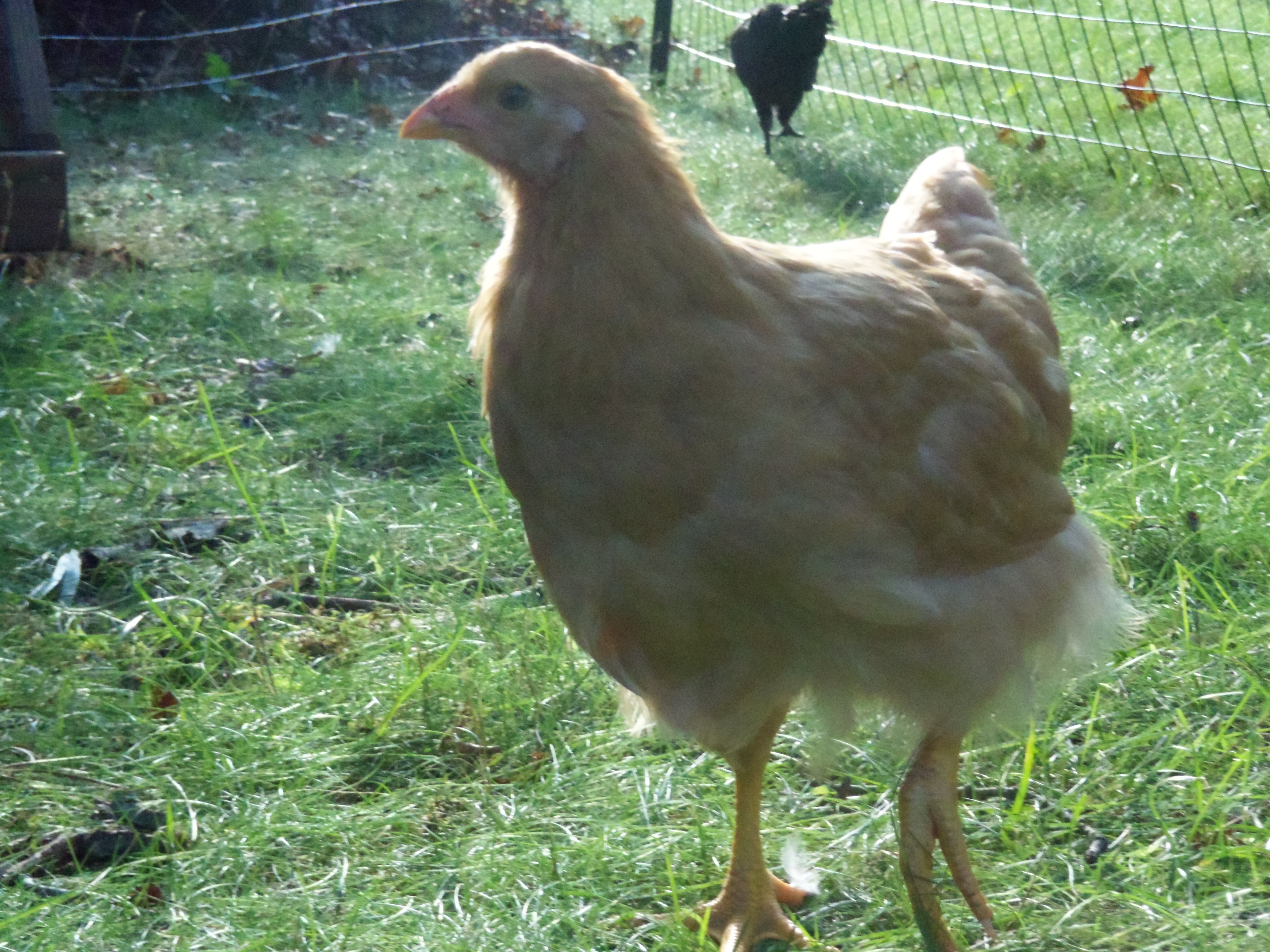 Avril, the Buff Chantecler