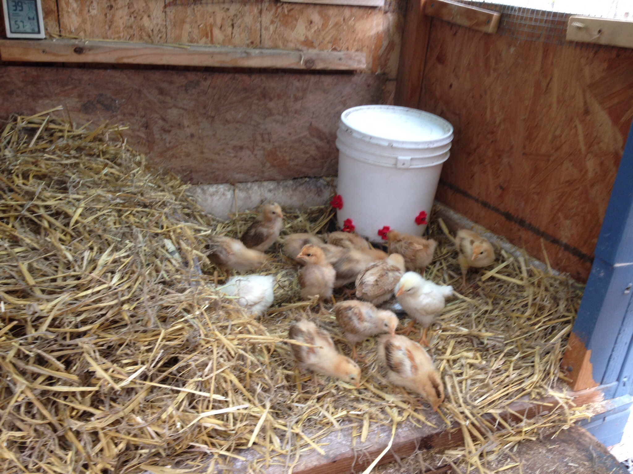 Aw their new home for a couple weeks.