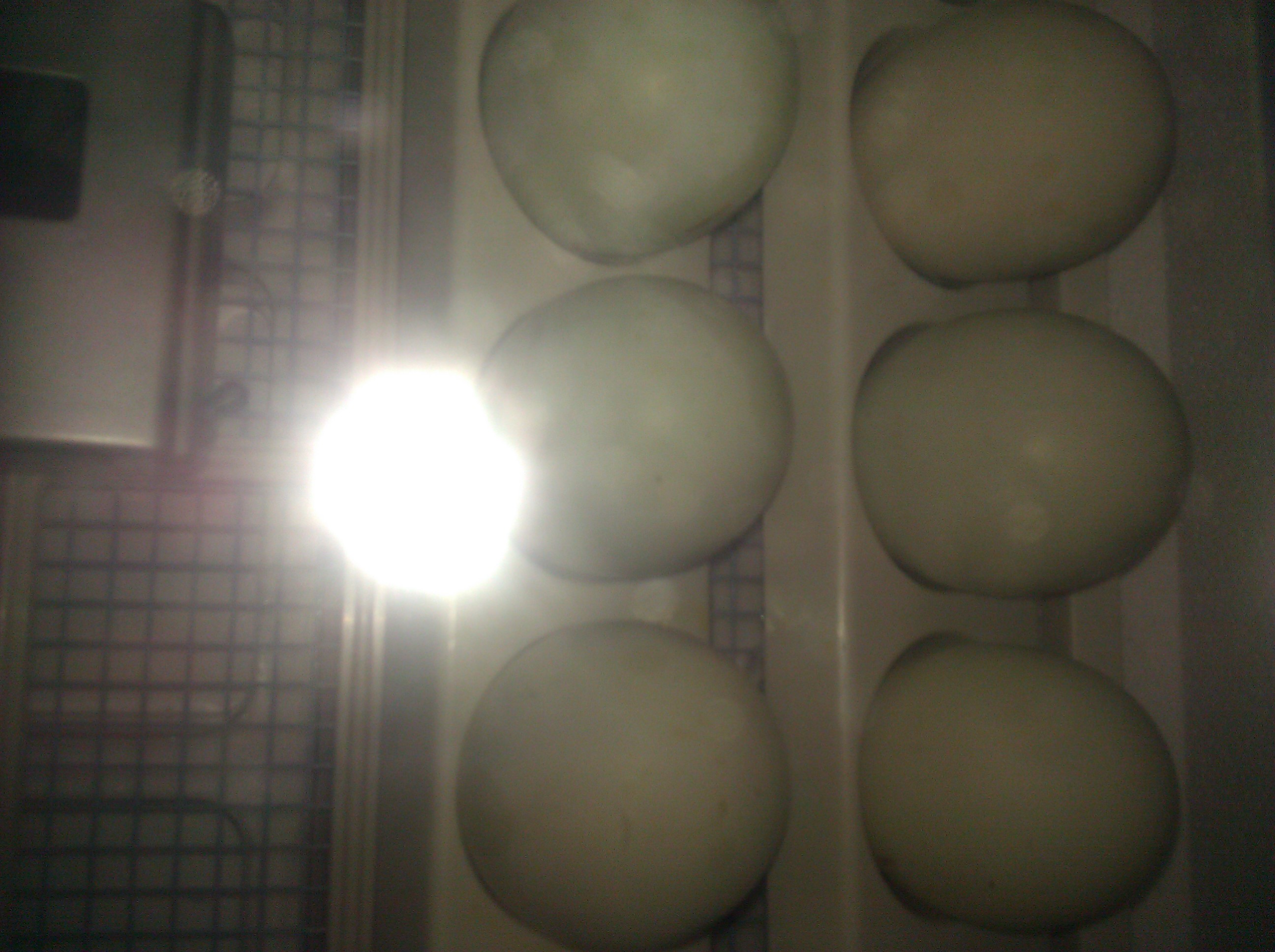 "awesome araucana" eggs