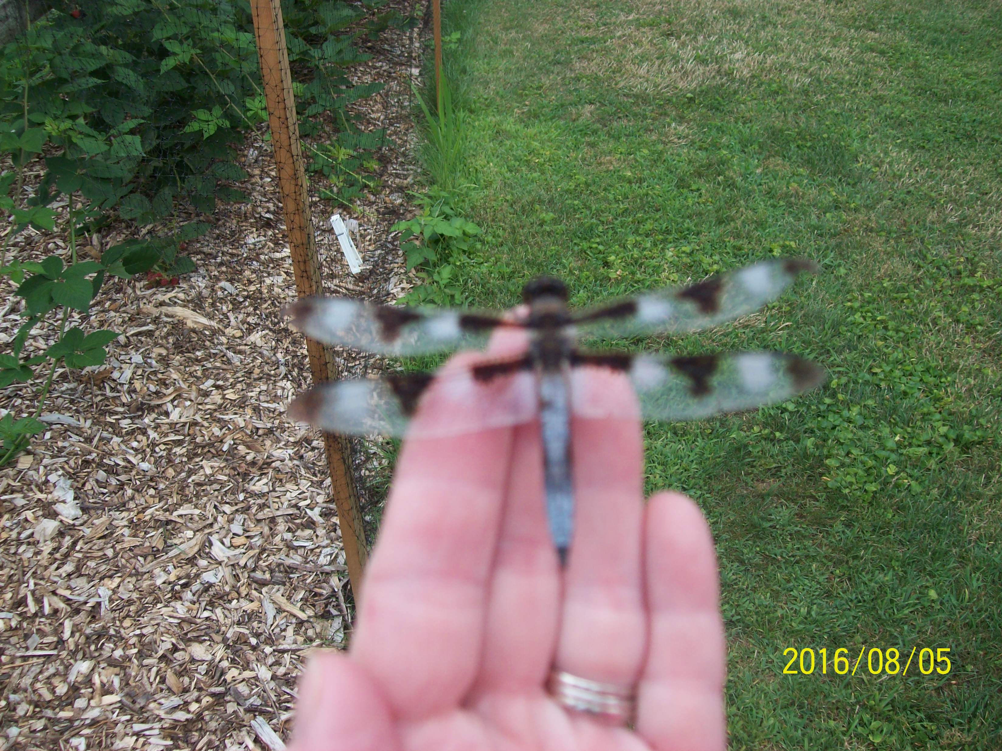 Awesome garden visitor! 
They come every end of summer to the backyard. Huge numbers, must be a mating area for them.