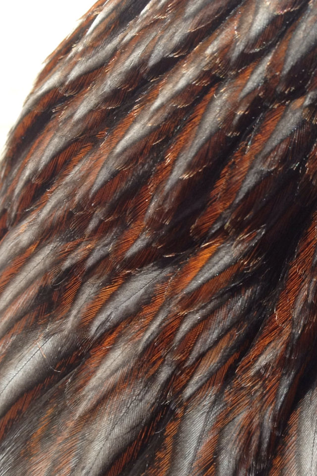 Awesome lacing on the hackles of the pullets!