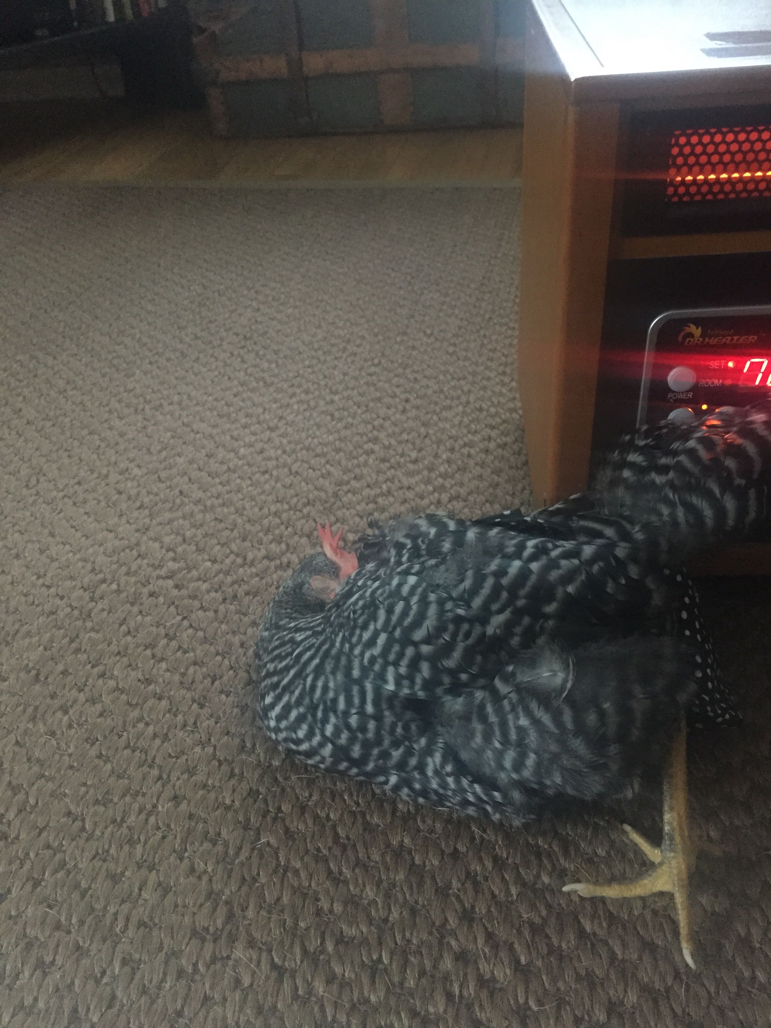 Awkwardly sleeping in front of our space heater (wearing her diaper for one of the first times)