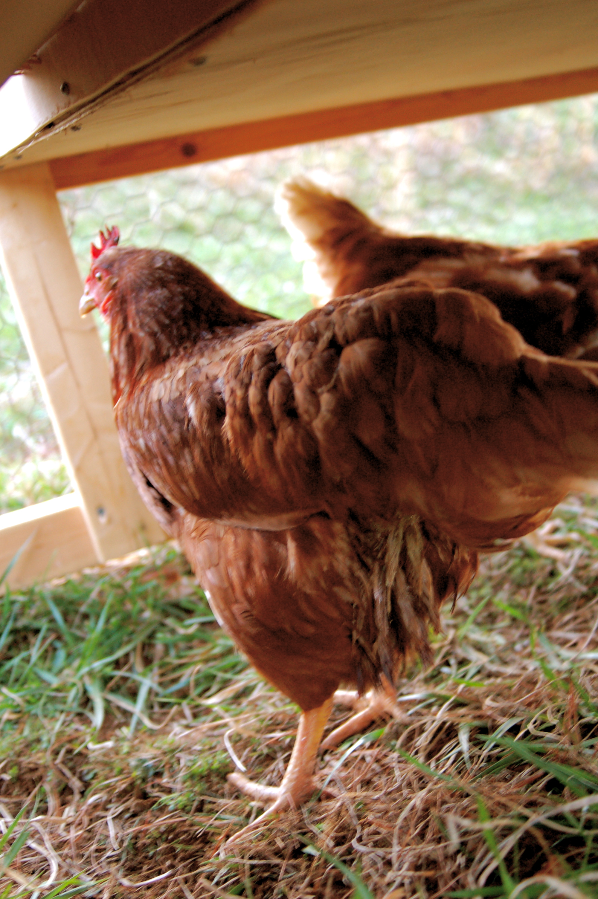 Awkward's vent problem.