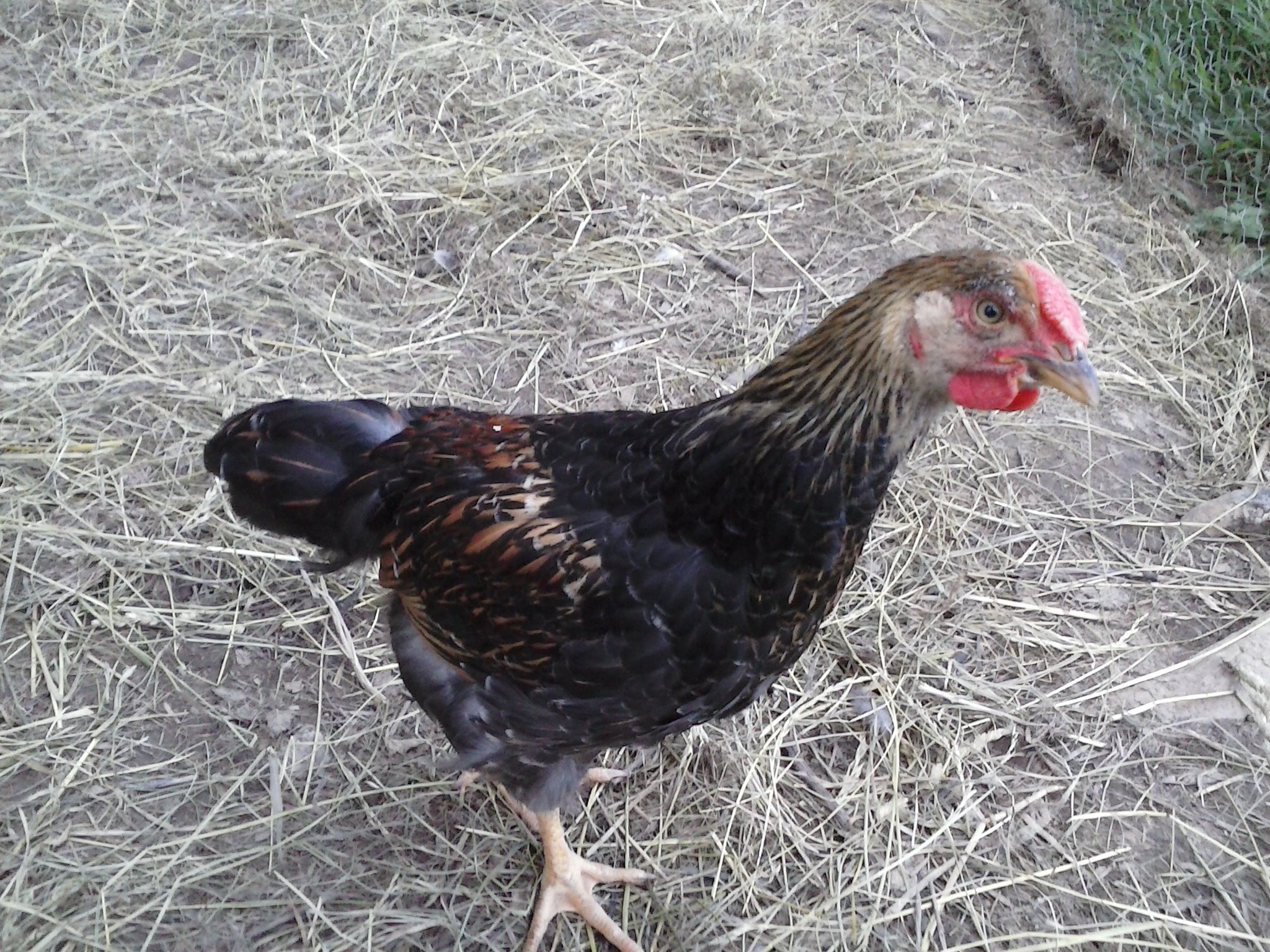 "Awnry" the not-so-little golden laced wyandotte cockerel who started fights with the other peeps the first day we got him. Here he is almost 2 months old.