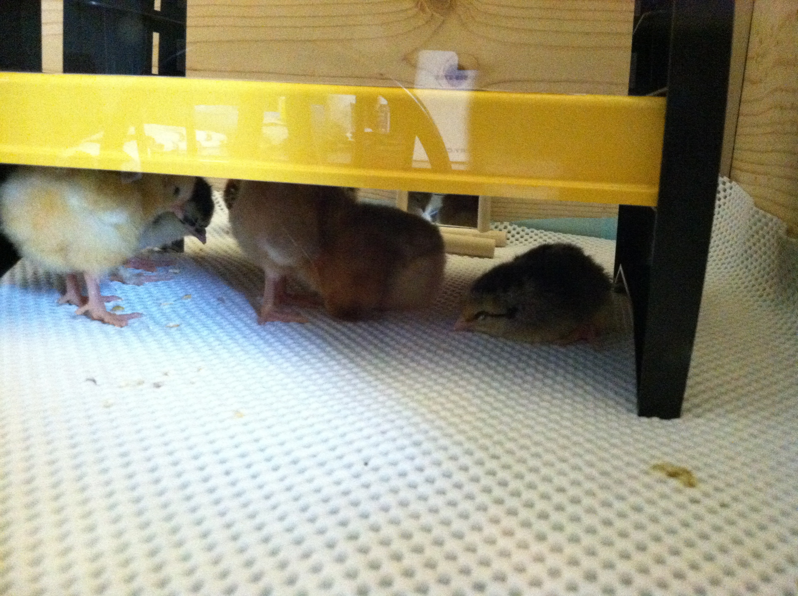 Aww little Dorking was so sleepy and lonely that first afternoon, but I was rooting for her.