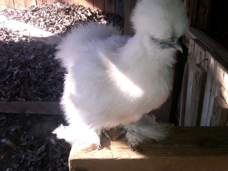 aww sweet magic the only one im not sure of?????? she is feisty like a roo but only have the size of Maru and Danny