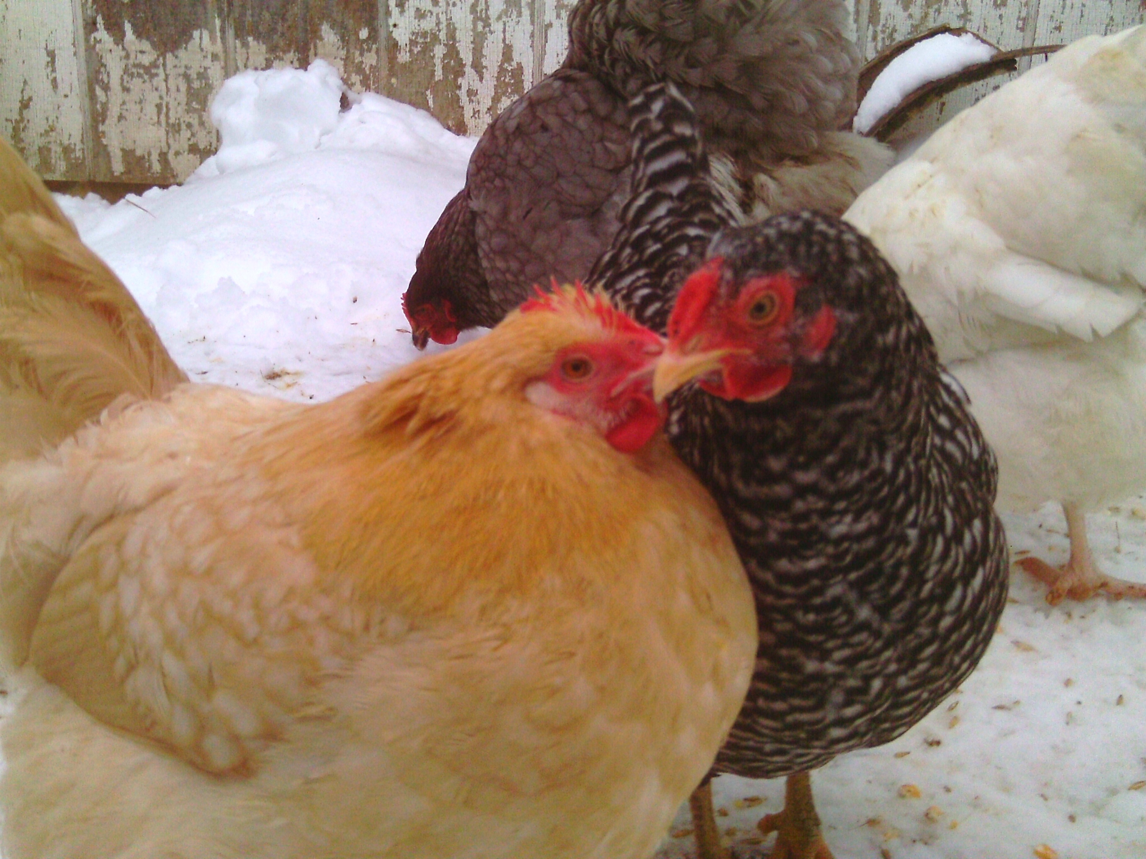 awww don't they look so cute