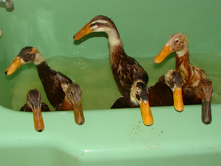 Awwww I can't resist all those little beaks on the edge of the tub.