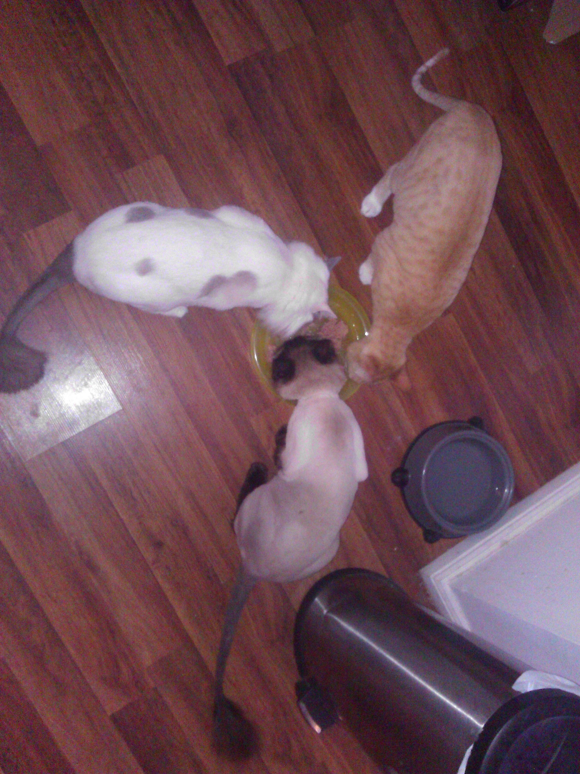 Awwww the 3 shaved bro's ^o^