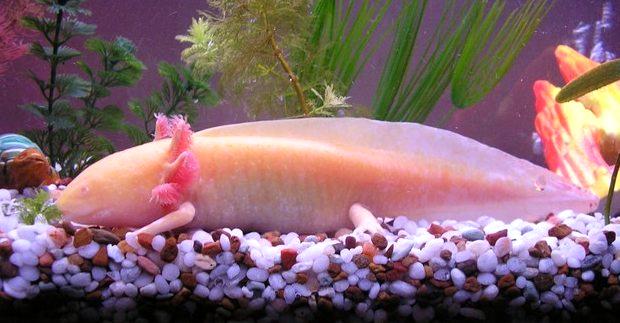 axolotl