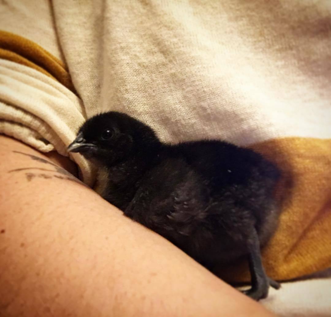 Ayam Cemani Chick hatched by me!