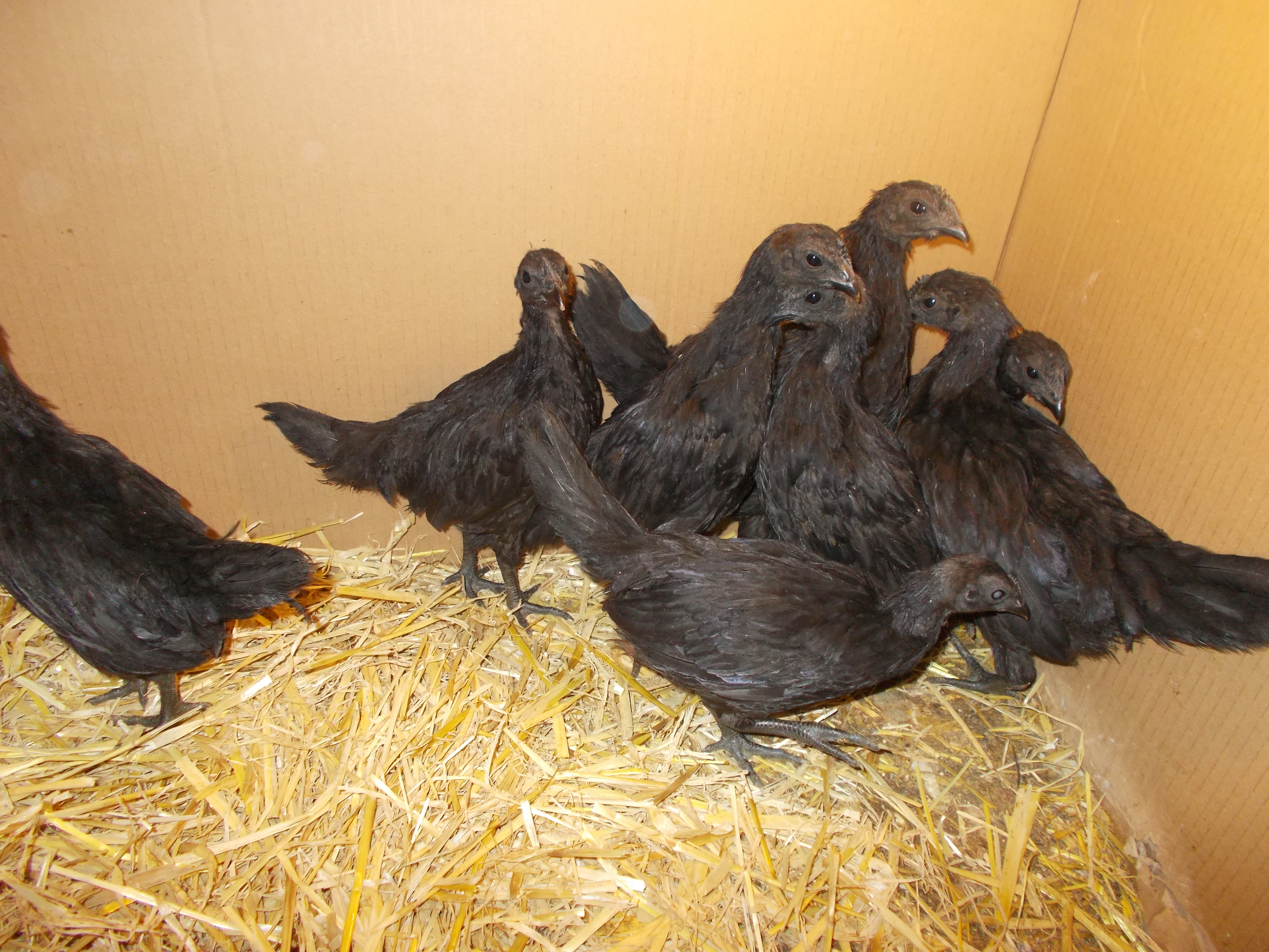 ayam cemani chicks